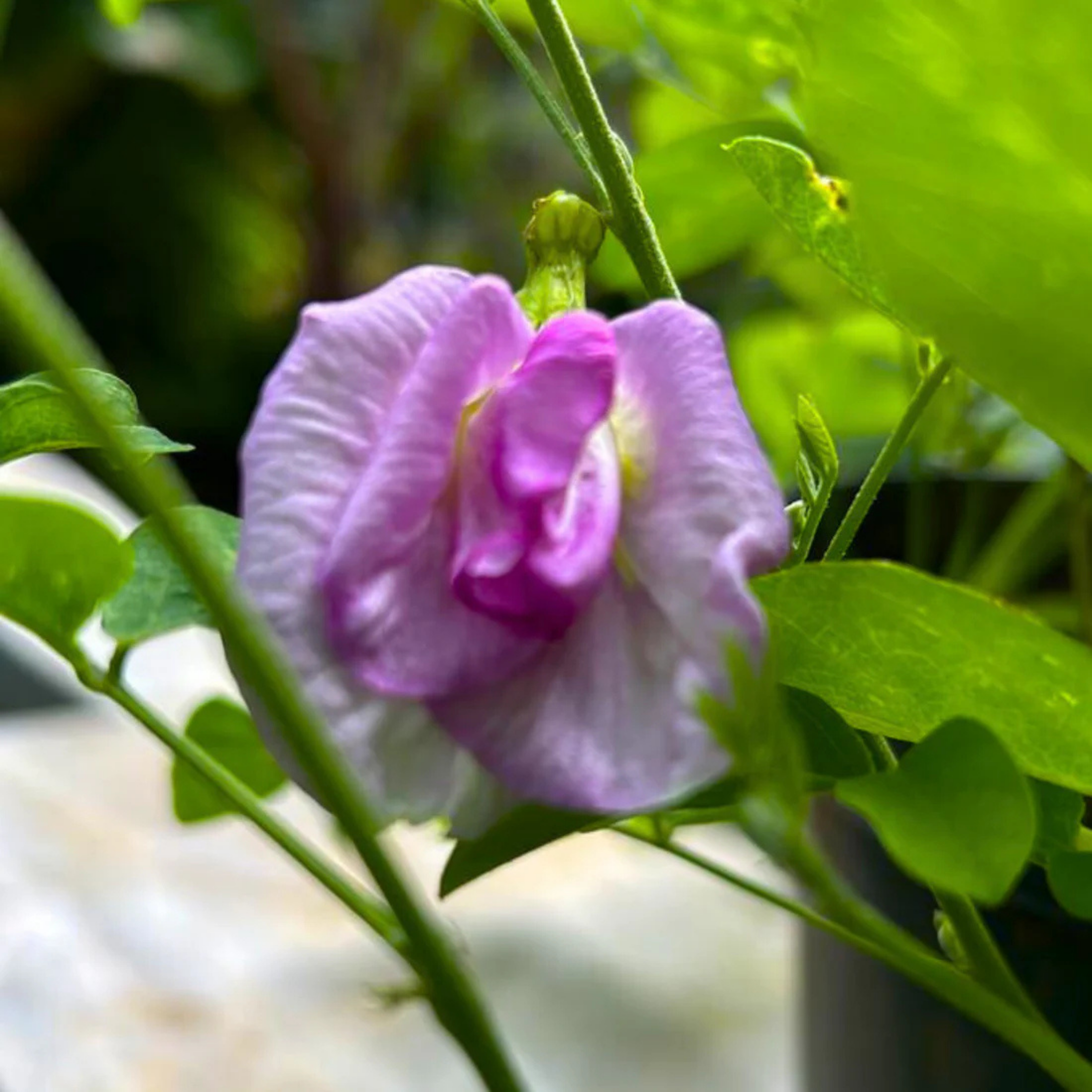 Clitoria Flowering Plants Combo