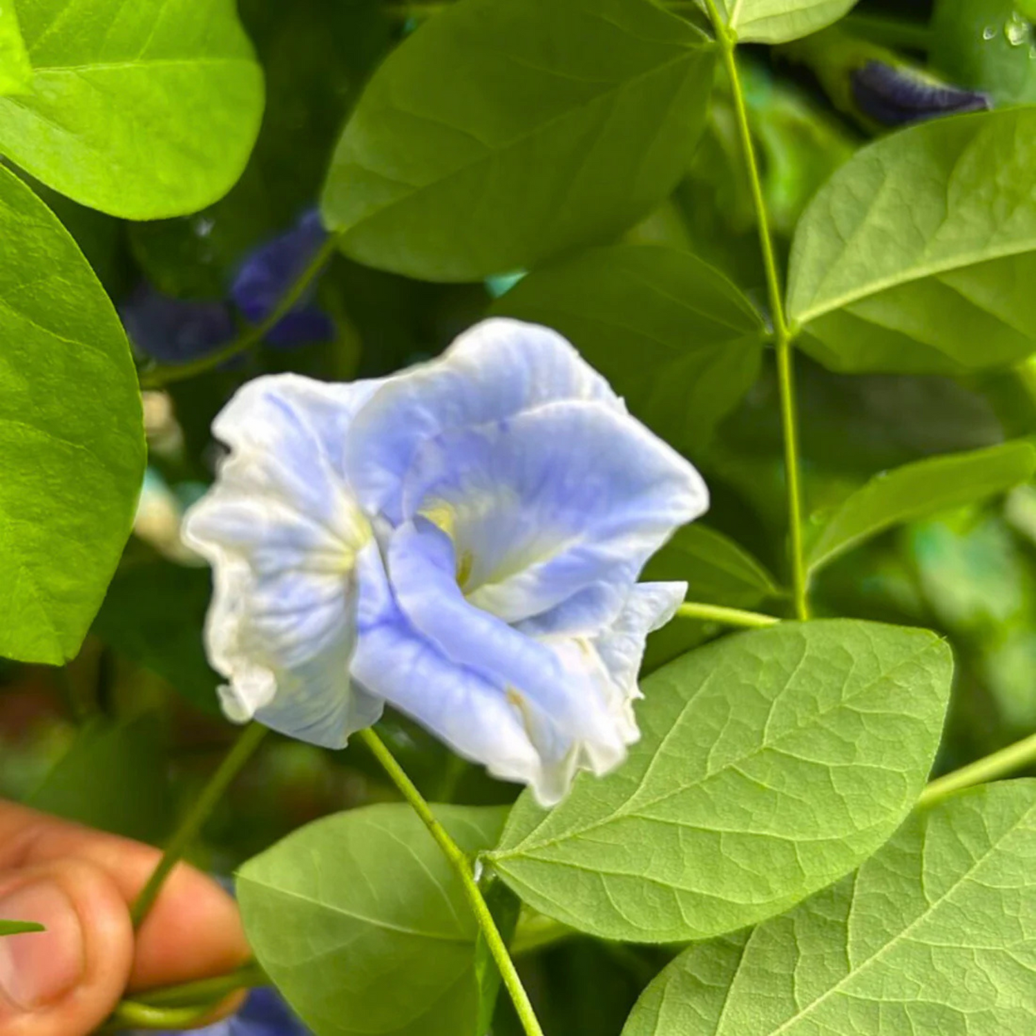 Clitoria Flowering Plants Combo