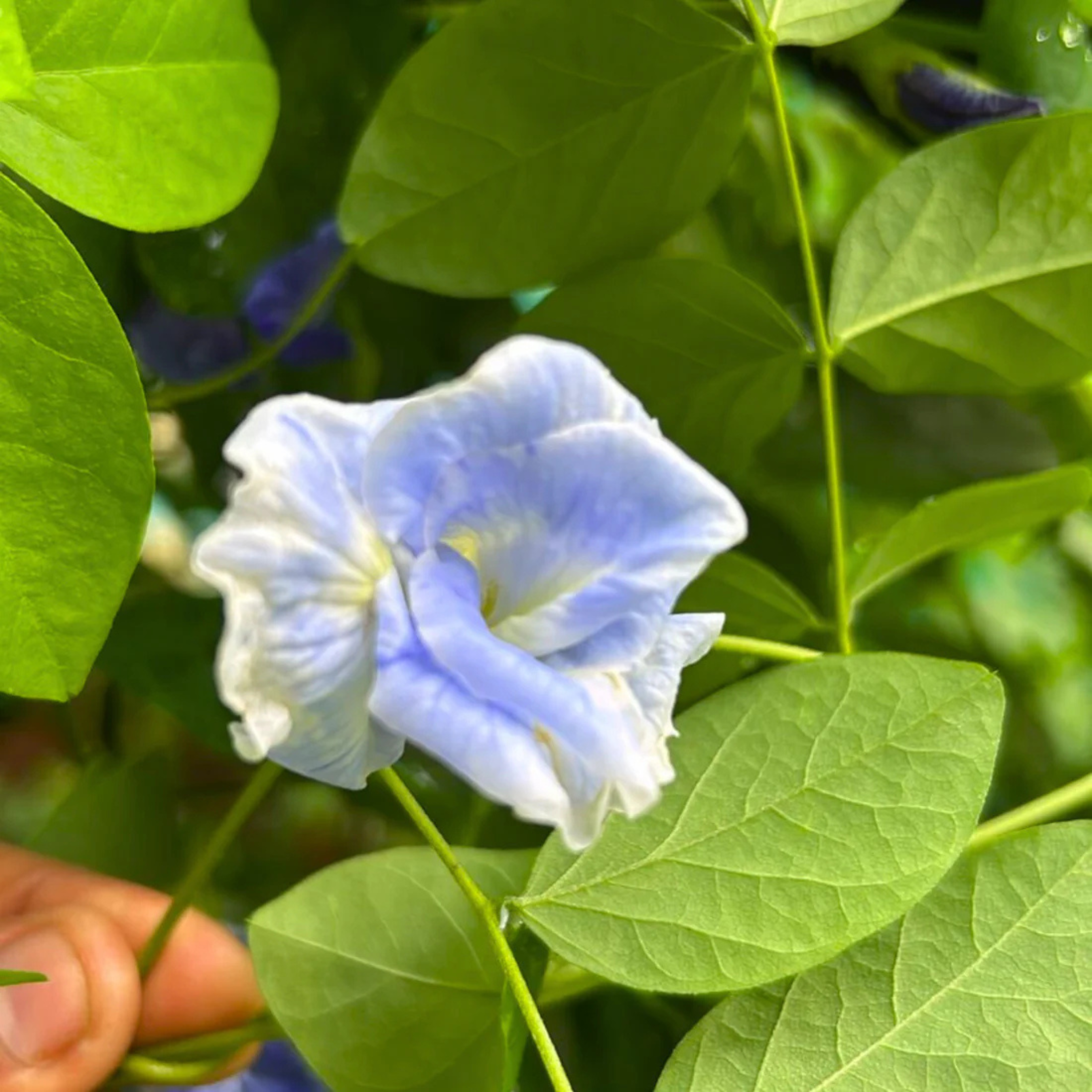 Clitoria Flowering Plants Combo