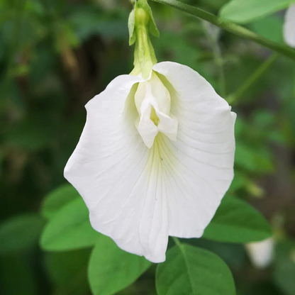 Clitoria Flowering Plants Combo