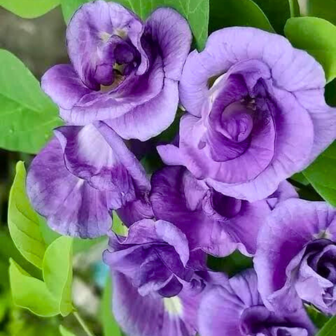 Clitoria Purple Multi Petal (Butterfly Pea) Rare Flowering Live Plant