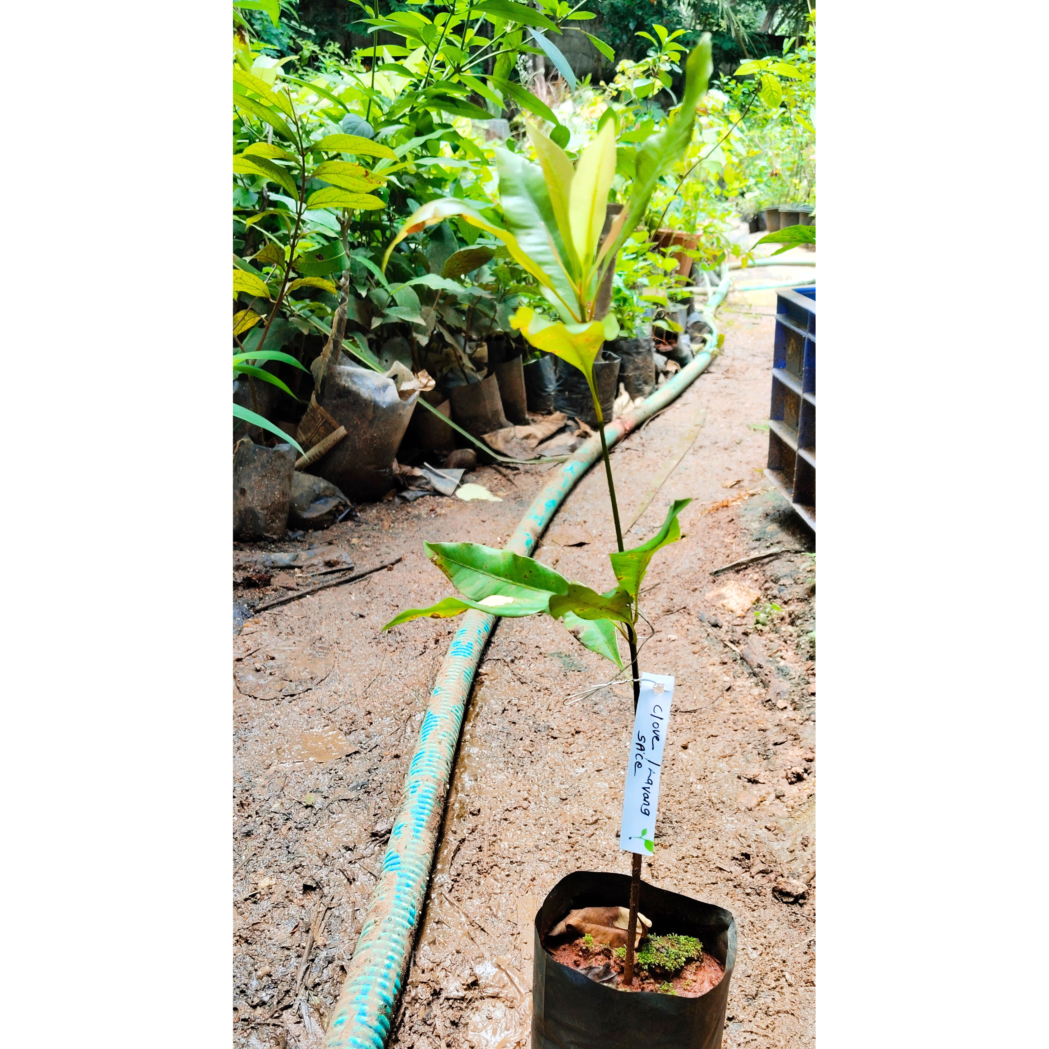 Clove / Lavang (Syzygium Aromaticum) Spice Plant