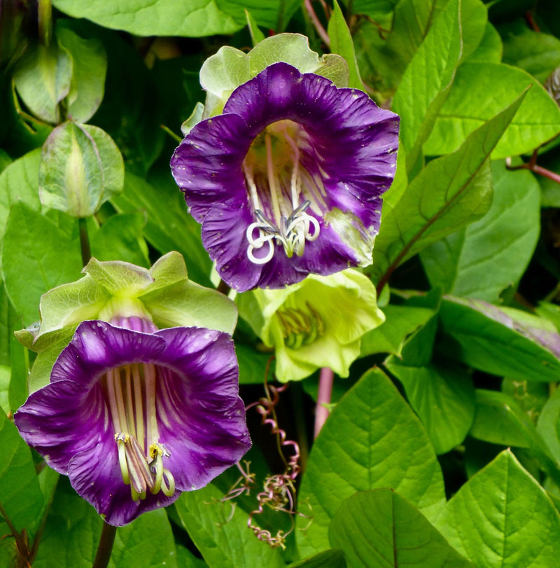 Cobaea Scandens (Cup and Saucer Vine) Flowering Creeper Rare Live Plant