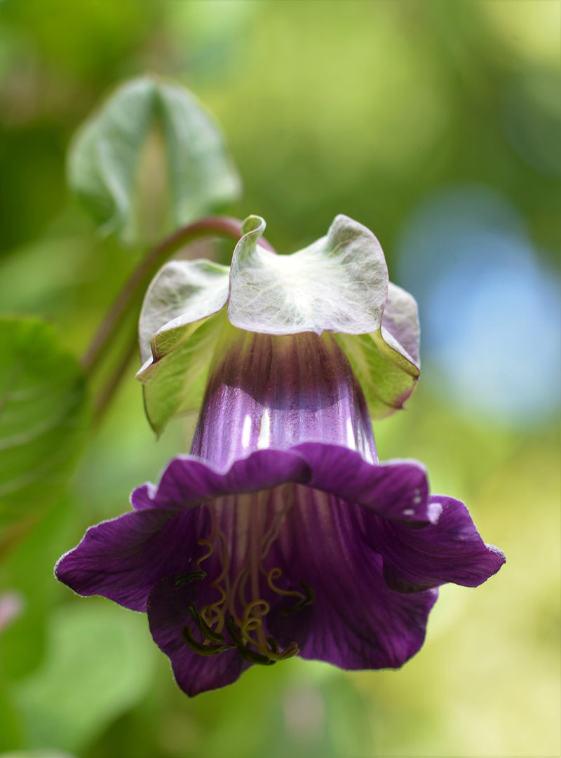 Cobaea Scandens (Cup and Saucer Vine) Flowering Creeper Rare Live Plant