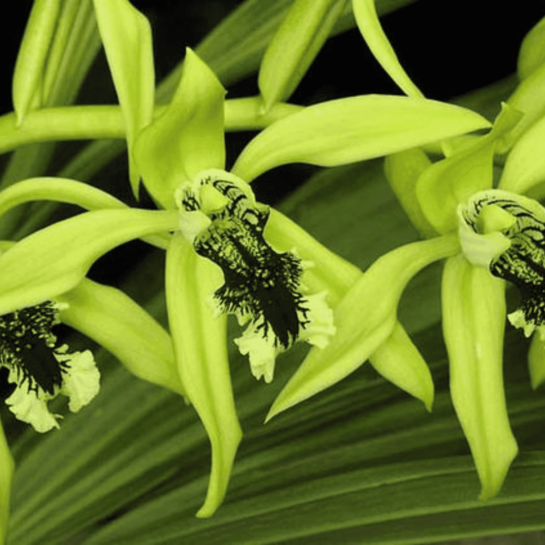 Coelogyne Pandurata (Blooming Size)