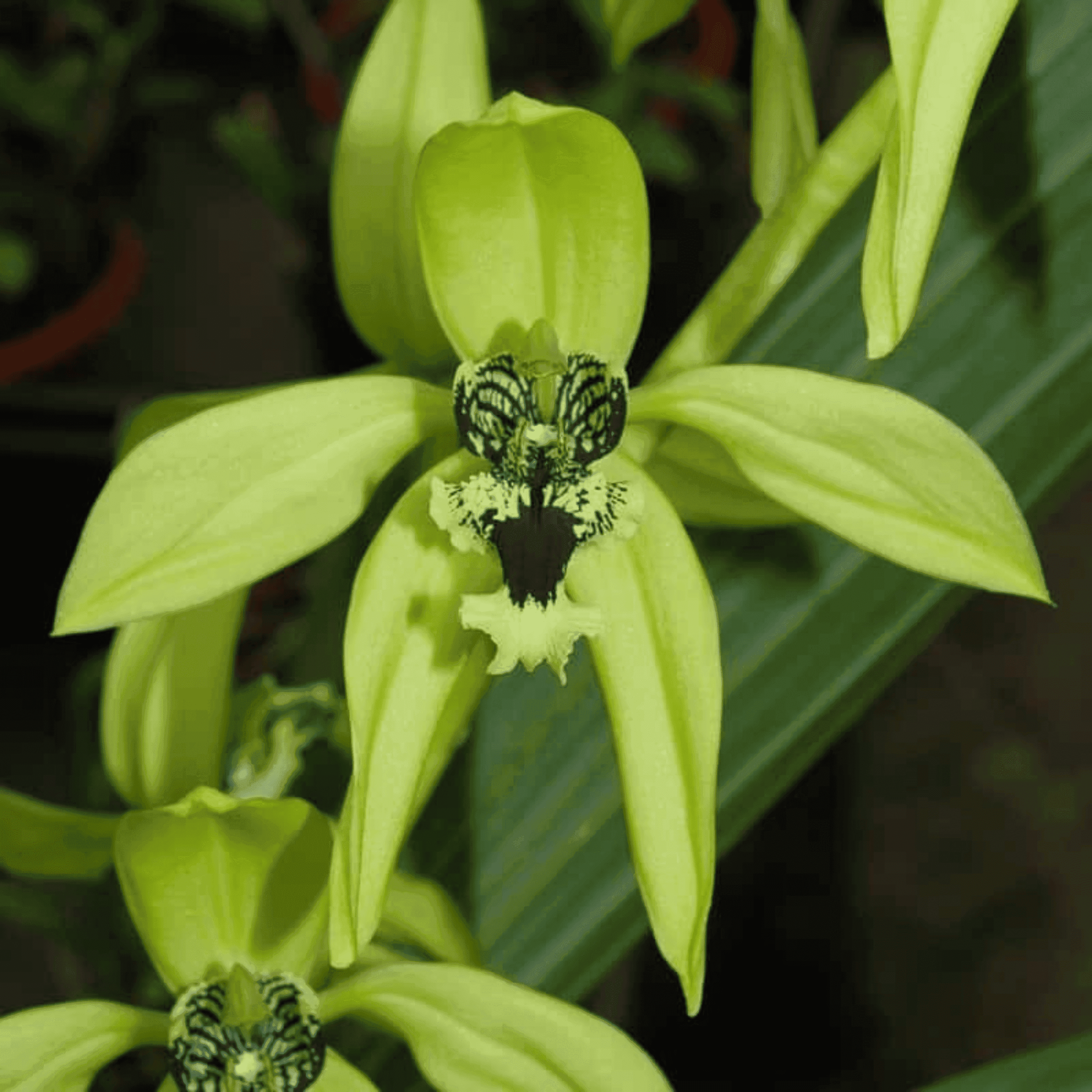 Coelogyne Pandurata (Blooming Size)