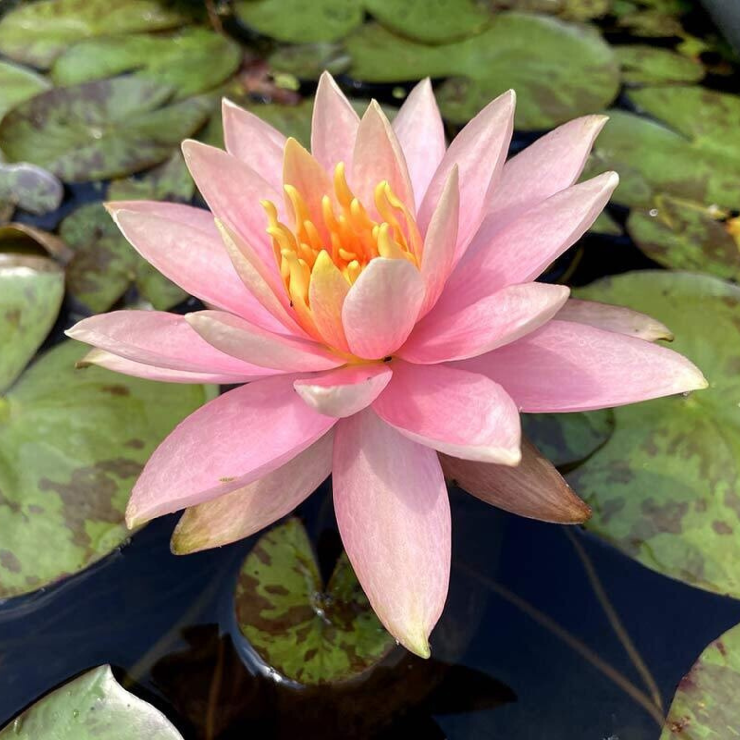 Colorado Hardy Water Lily