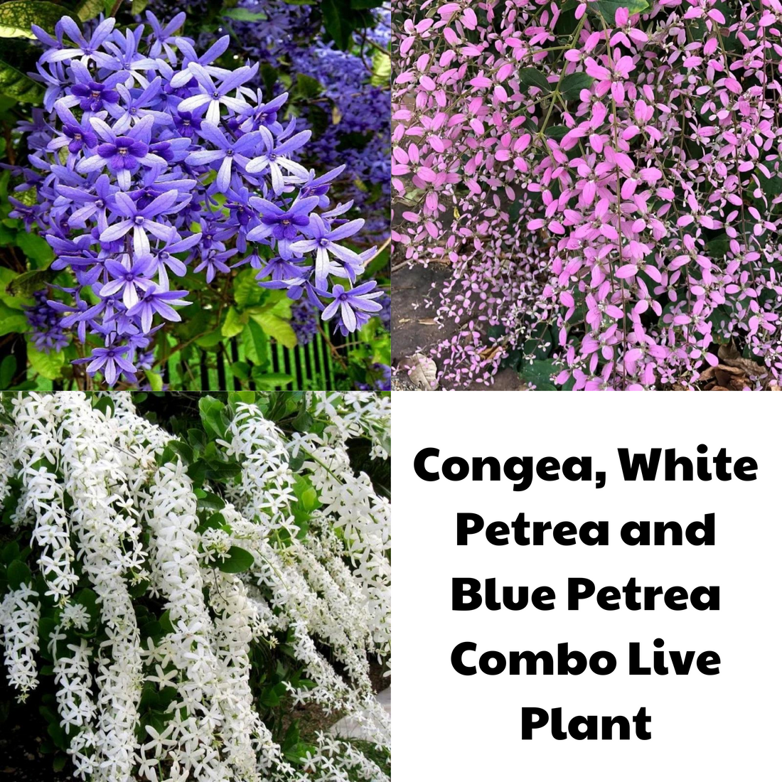 Colourful Creeper Trio - Congea, White Petrea and Blue Petrea Combo Live Plant