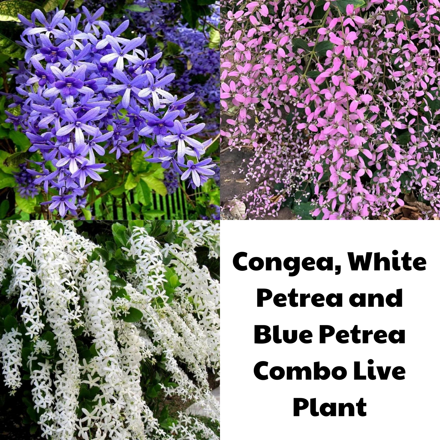 Colourful Creeper Trio - Congea, White Petrea and Blue Petrea Combo Live Plant