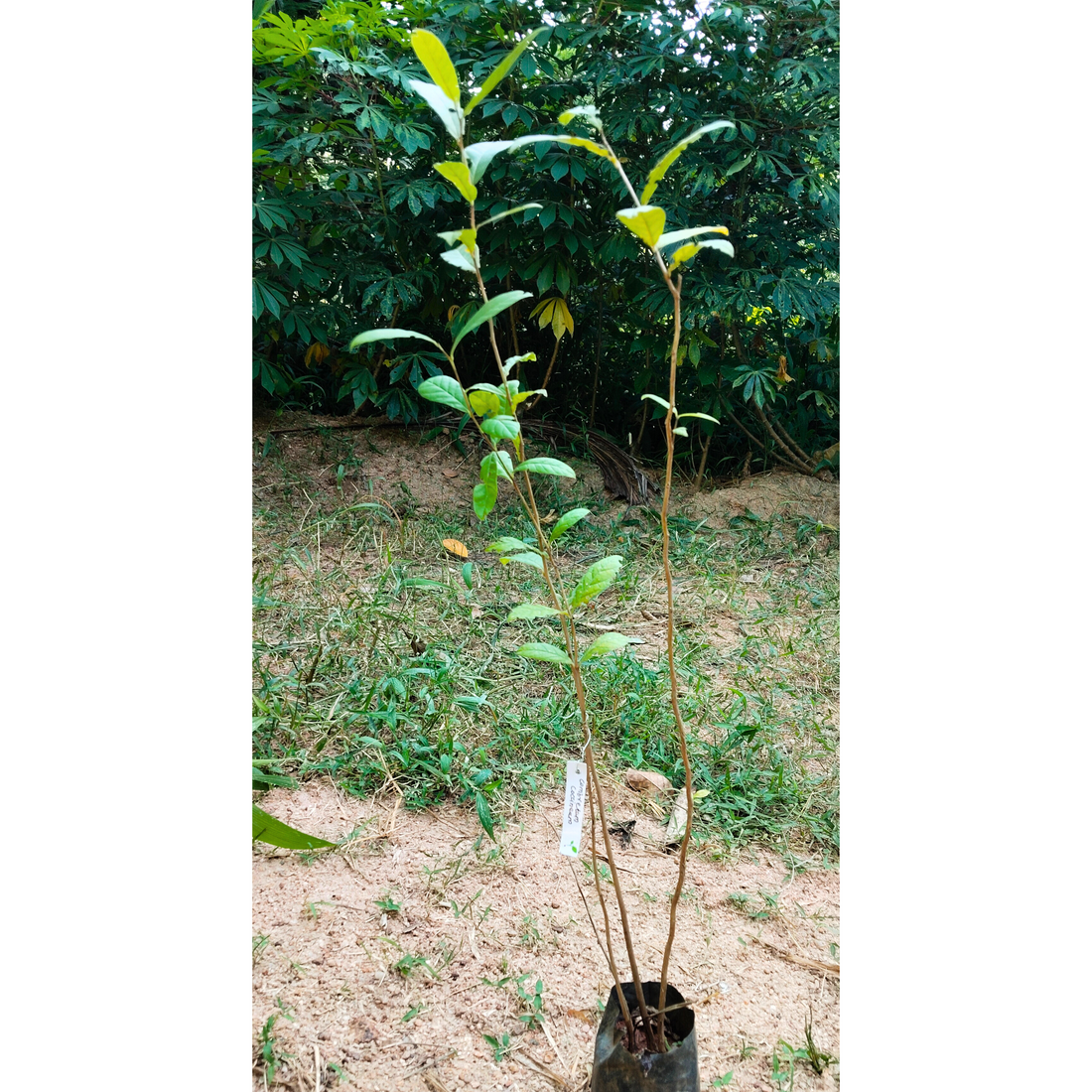 Combretum Coccineum Live Plant