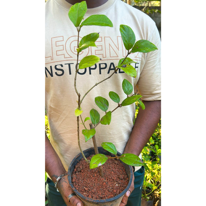 Congea Tomentosa Dark Pink Live Plant