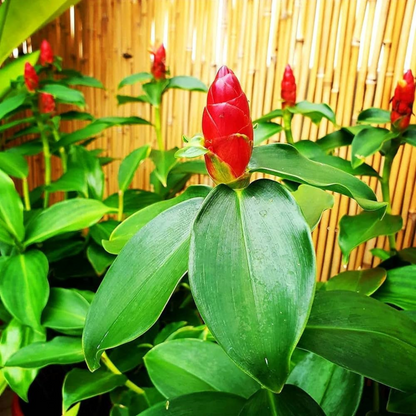 Costus (Dolomiaea costus) Flowering Live Plant