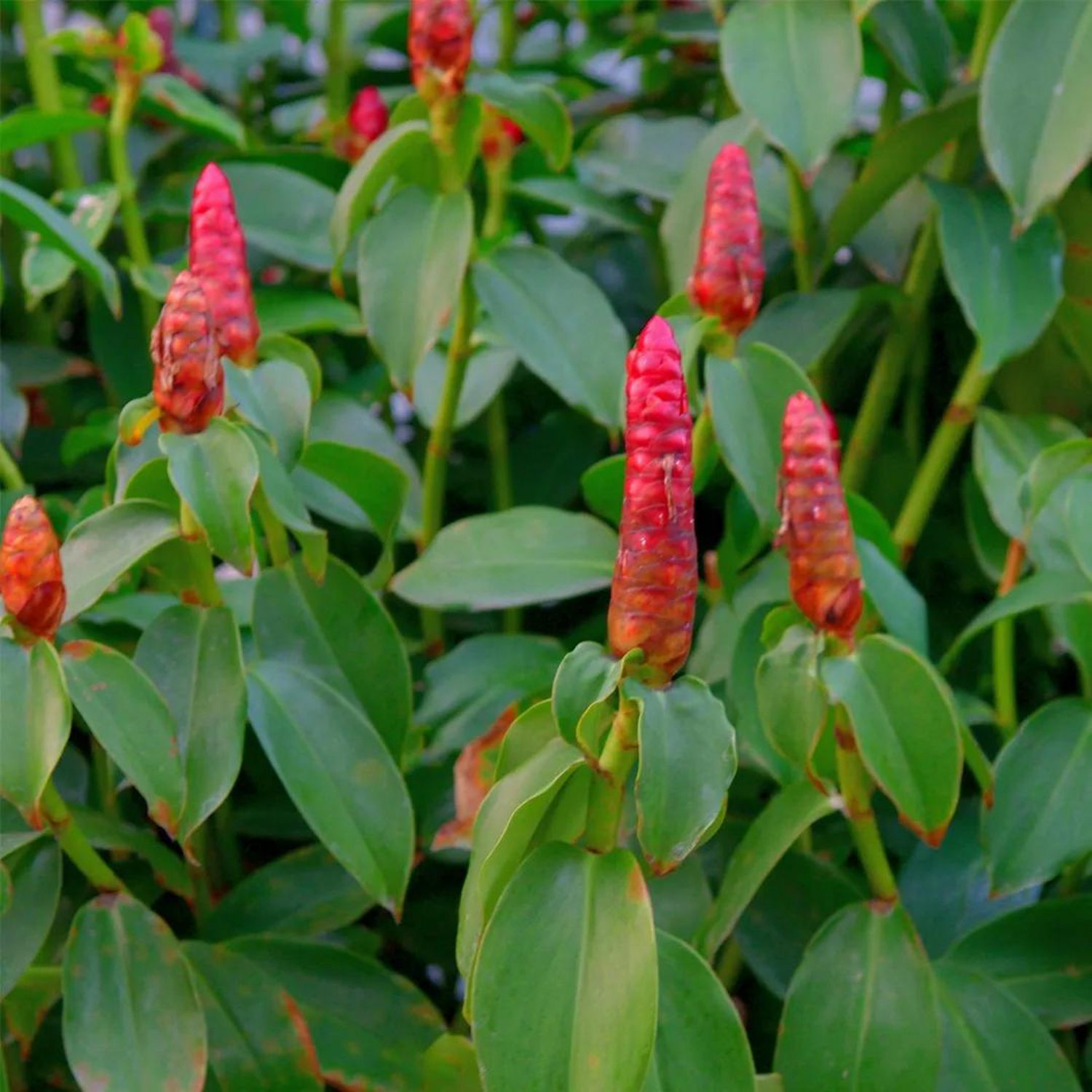 Costus (Dolomiaea costus) Flowering Live Plant