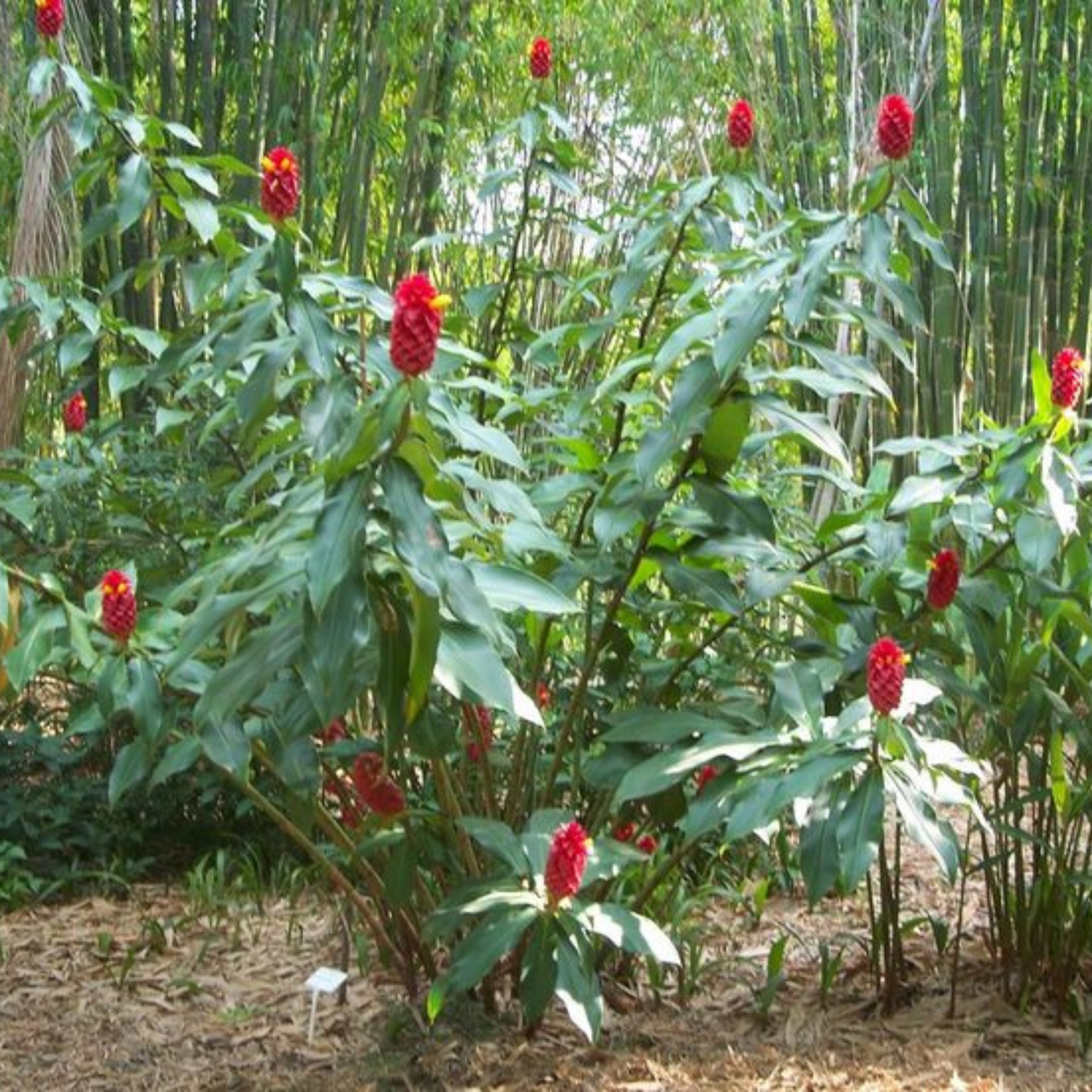 Costus (Dolomiaea costus) Flowering Live Plant