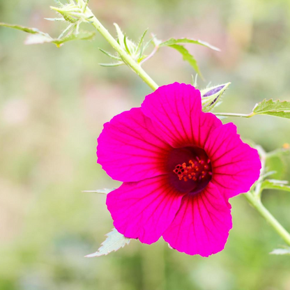 Cranberry hibiscus Pink Flowering Live Plant