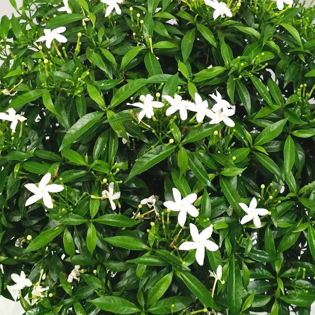 Dwarf Pinwheel (Mini Nandyarvattam) Fragrant All Time Flowering Live Plant
