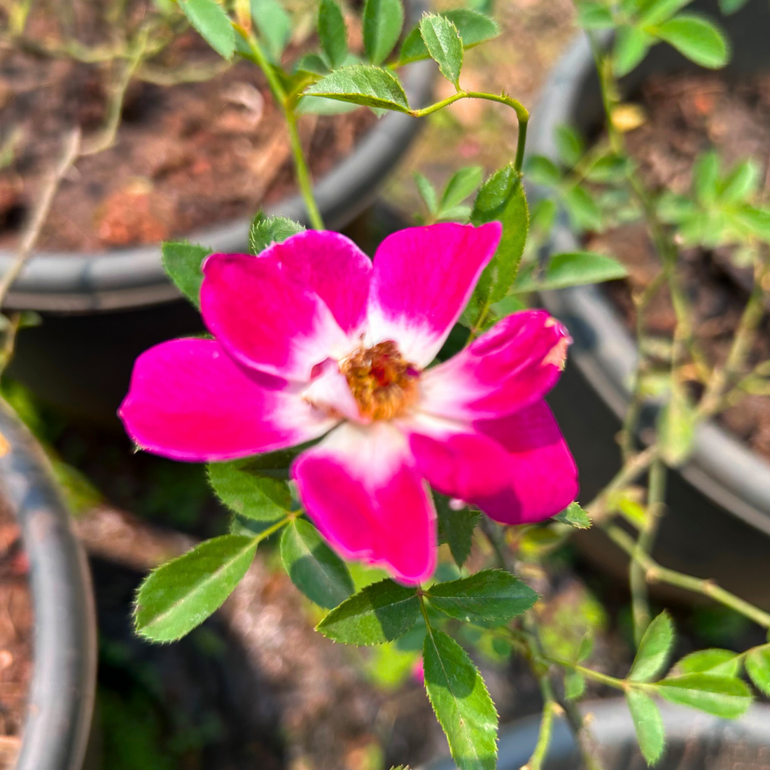 Creeper Rose Single Petal Live Plant