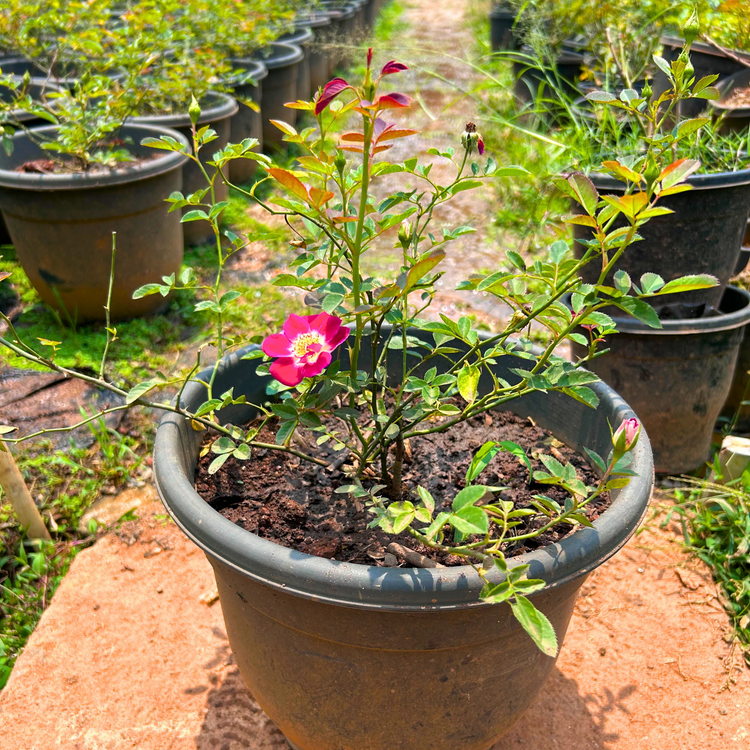 Creeper Rose Single Petal Rare Flowering Live Plant – Seed2Plant