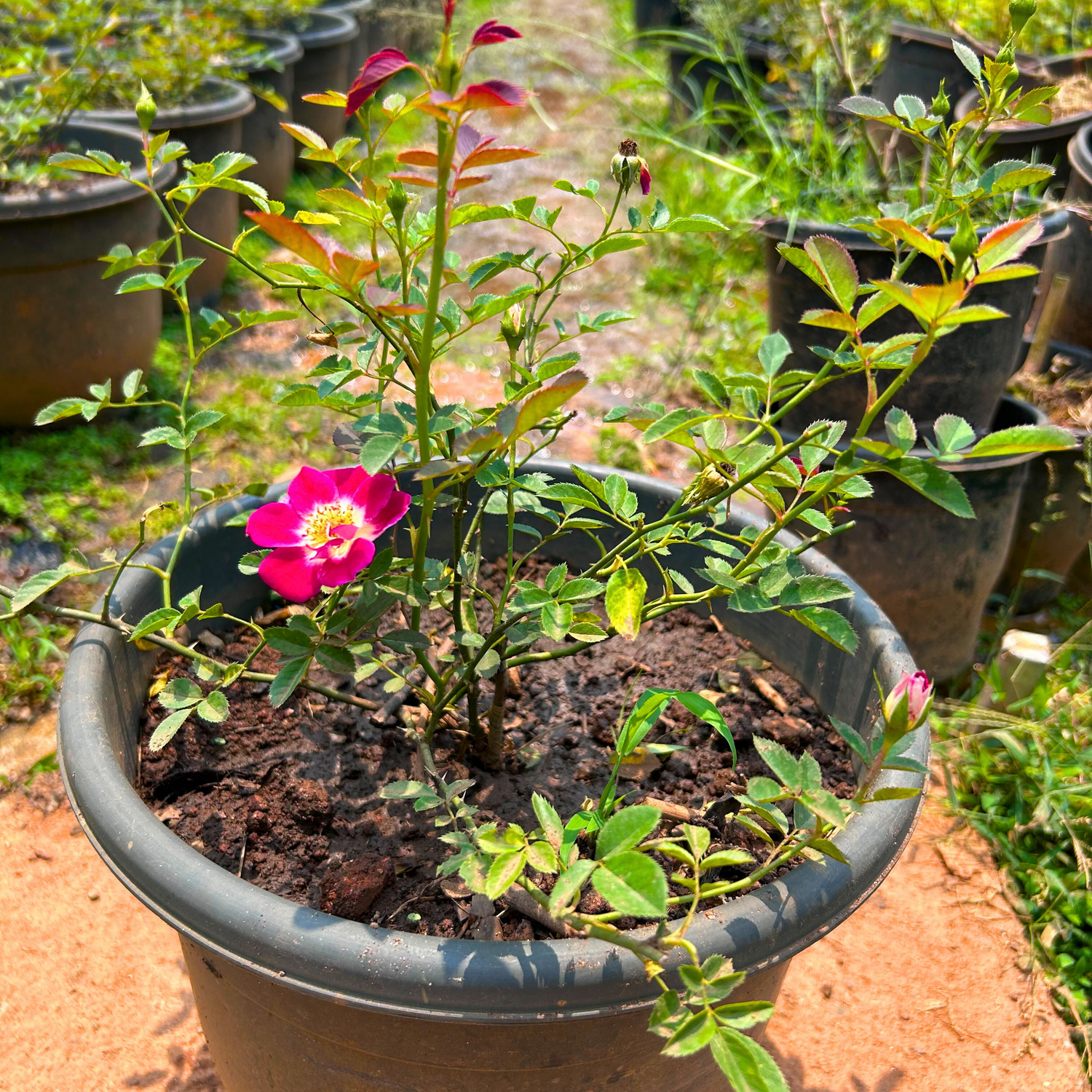 Creeper Rose Single Petal Rare Flowering Live Plant