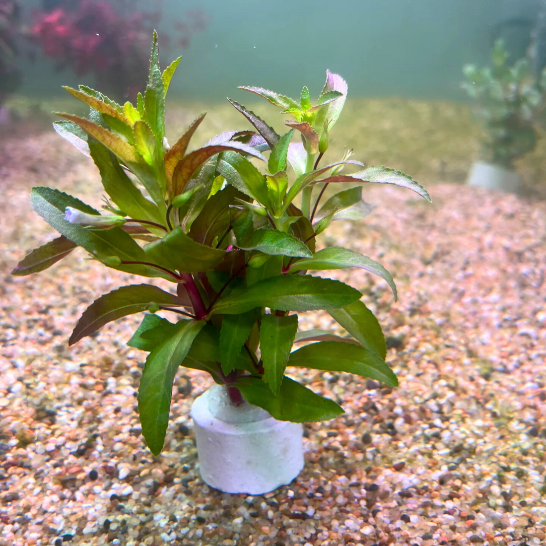 Creeping Marshweed (Limnophila repens) Aquatic Live Plant