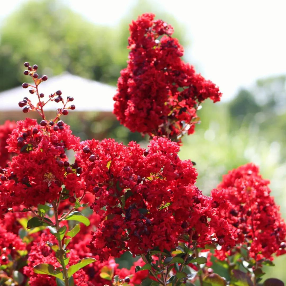 Crepe Myrtle Dwarf Red (Lagerstroemia) Rare Flowering Live Plant