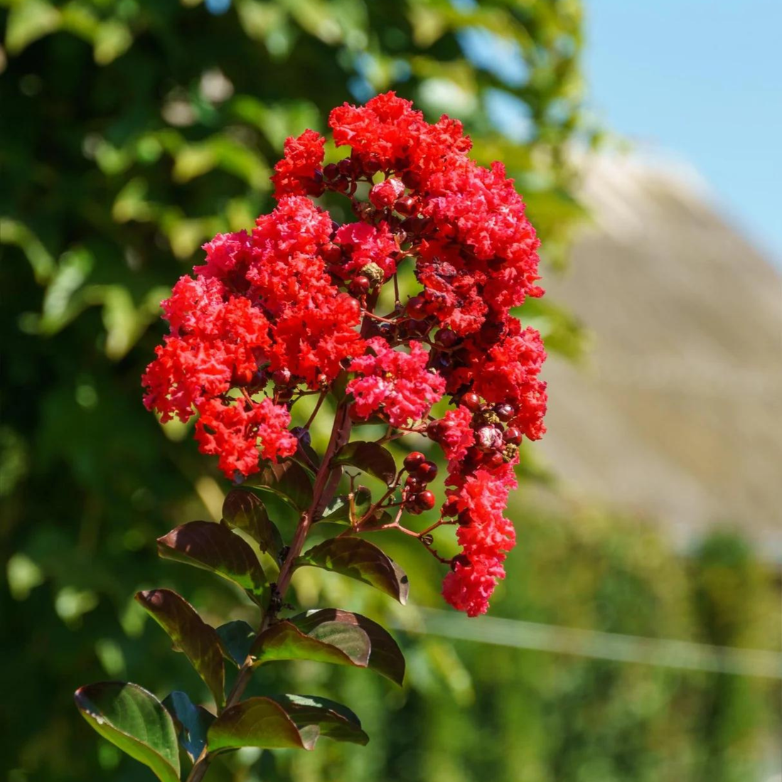 Crepe Myrtle Dwarf Red (Lagerstroemia) Rare Flowering Live Plant