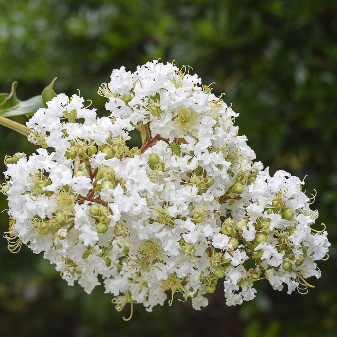 Crepe Myrtle White (Lagerstroemia) Rare Flowering Live Plant