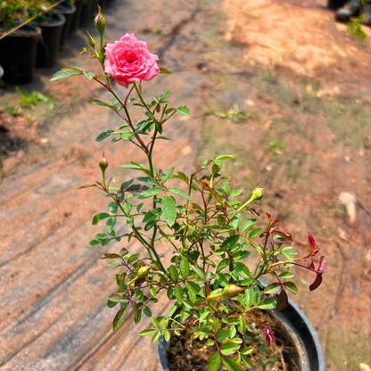 Cri Cri Rose Pink Grafted Rare Flowering Live Plant