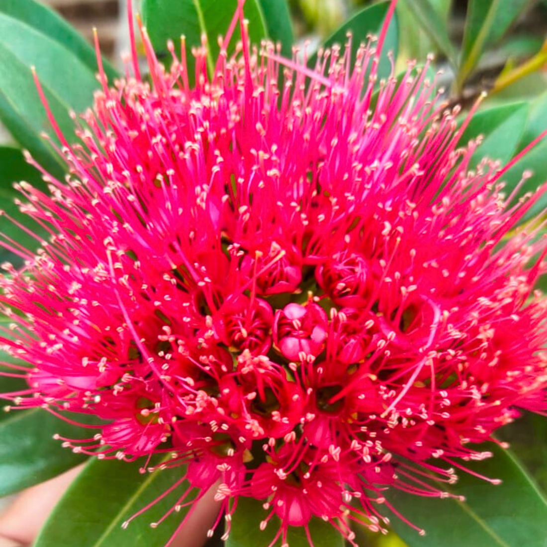 Crimson Penda / First Love Dark Pink (Rosida) Flowering Live Plant