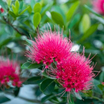 Crimson Penda / First Love Dark Pink (Rosida) Flowering Live Plant