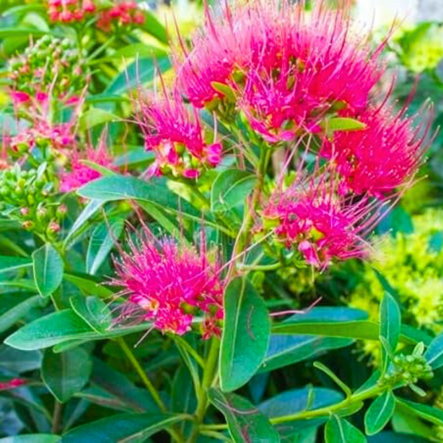 Crimson Penda / First Love Dark Pink (Rosida) Flowering Live Plant