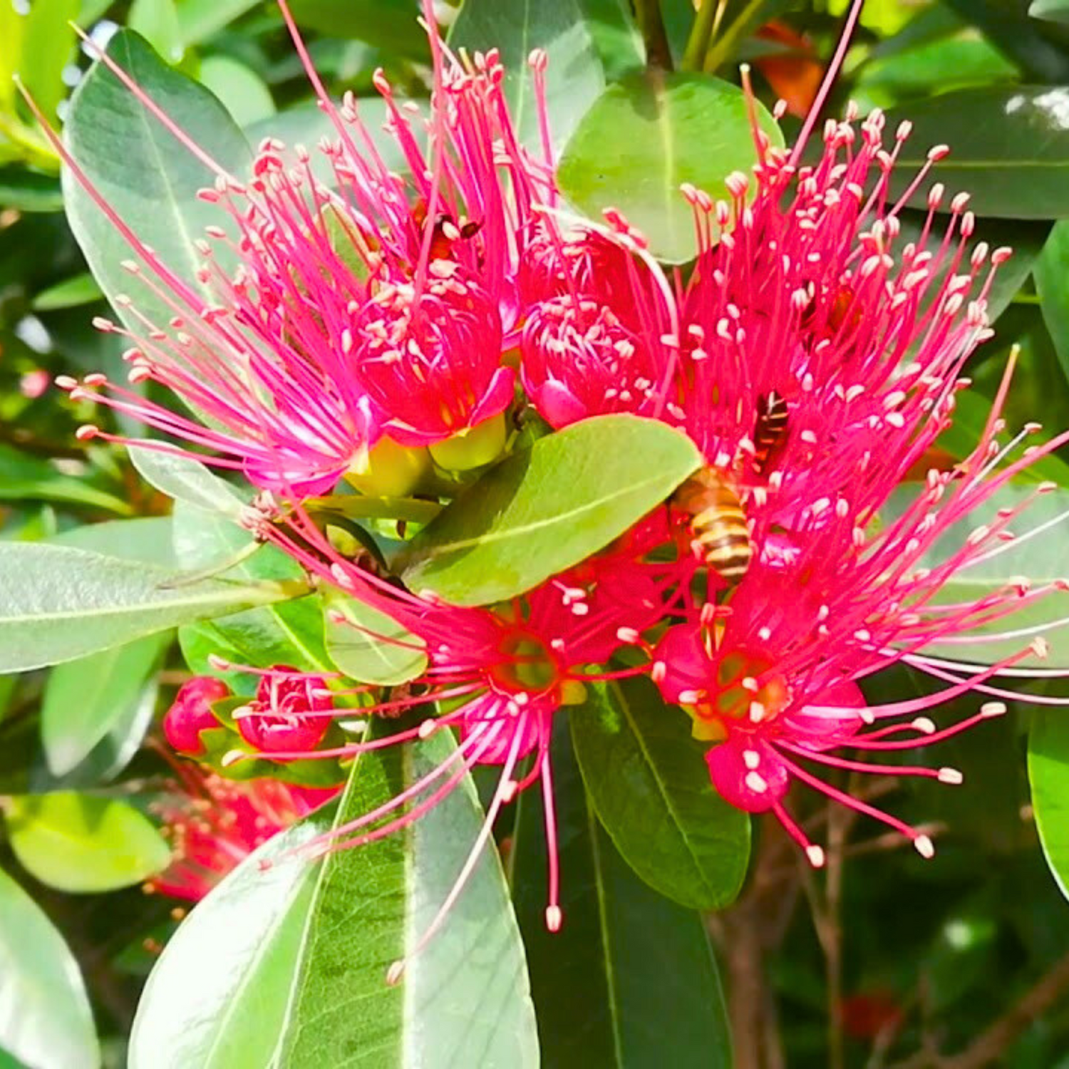 Crimson Penda / First Love Dark Pink (Rosida) Flowering Live Plant