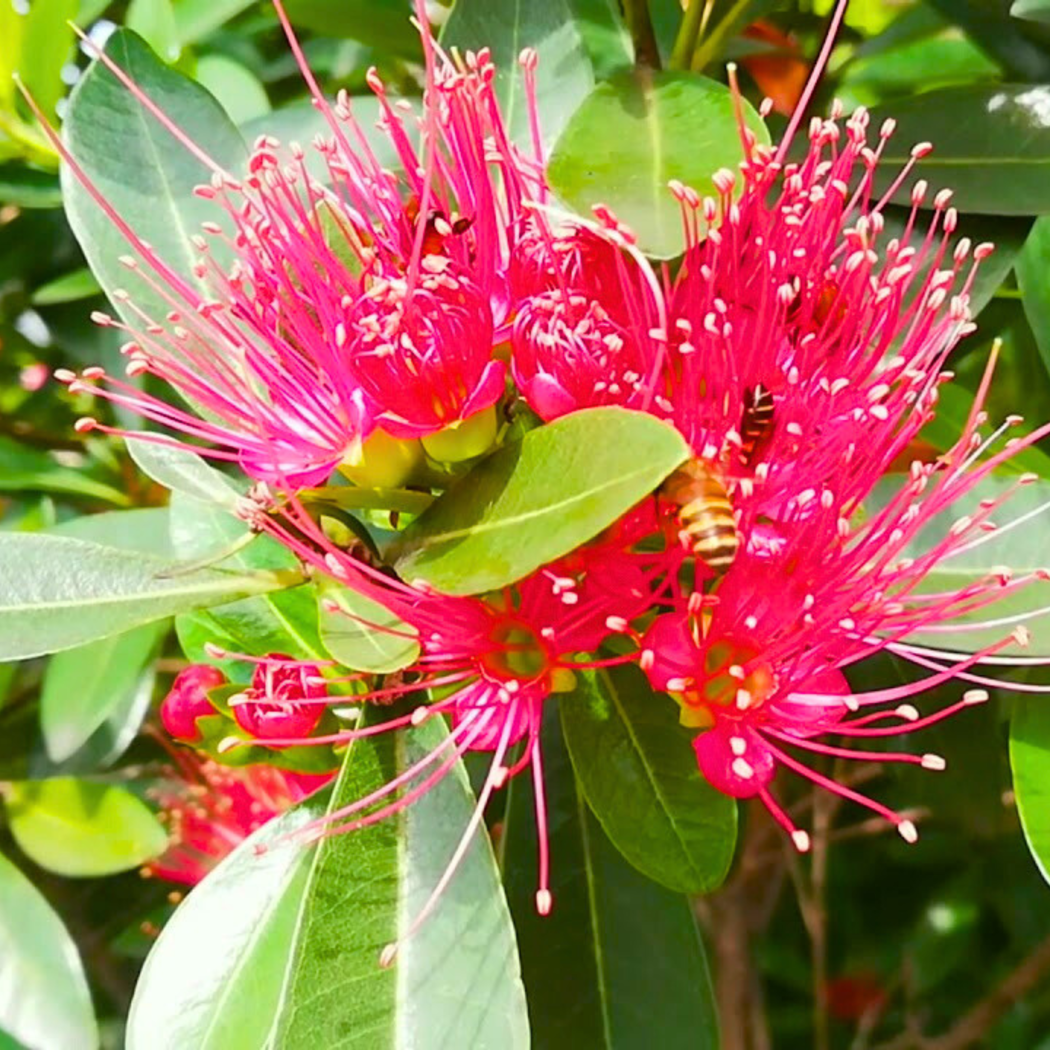 Crimson Penda / First Love Dark Pink (Rosida) Flowering Live Plant