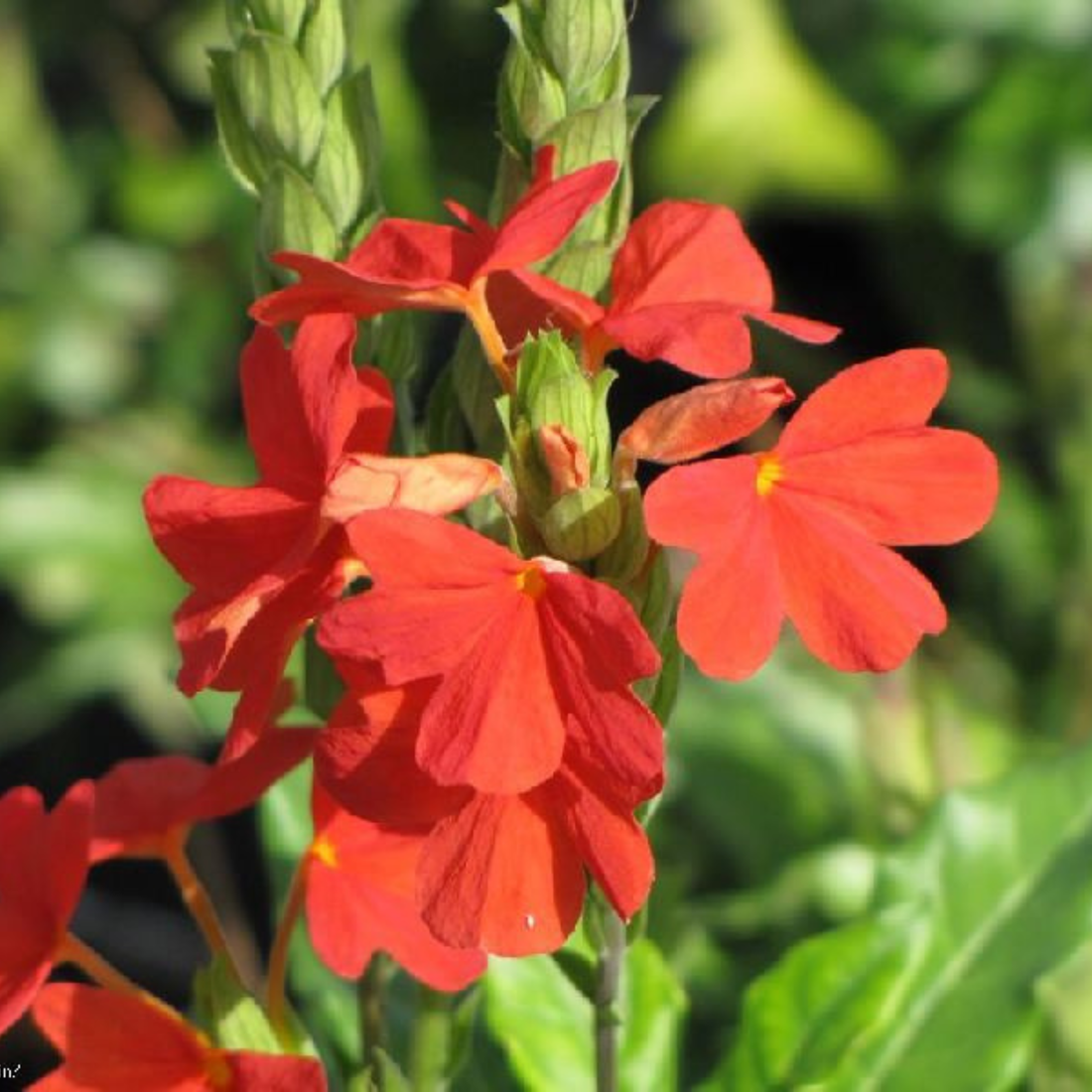 Crossandra Red (Kanakambaram) All Time Flowering Live Plant
