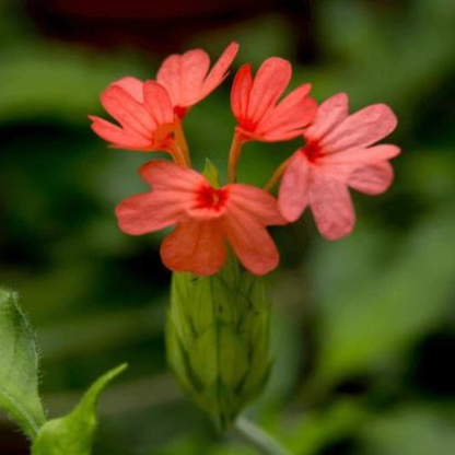 Crossandra Red (Kanakambaram) All Time Flowering Live Plant