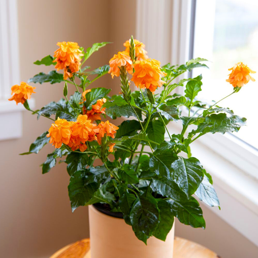 Crossandra Orange (Kanakambaram) All Time Flowering Live Plant