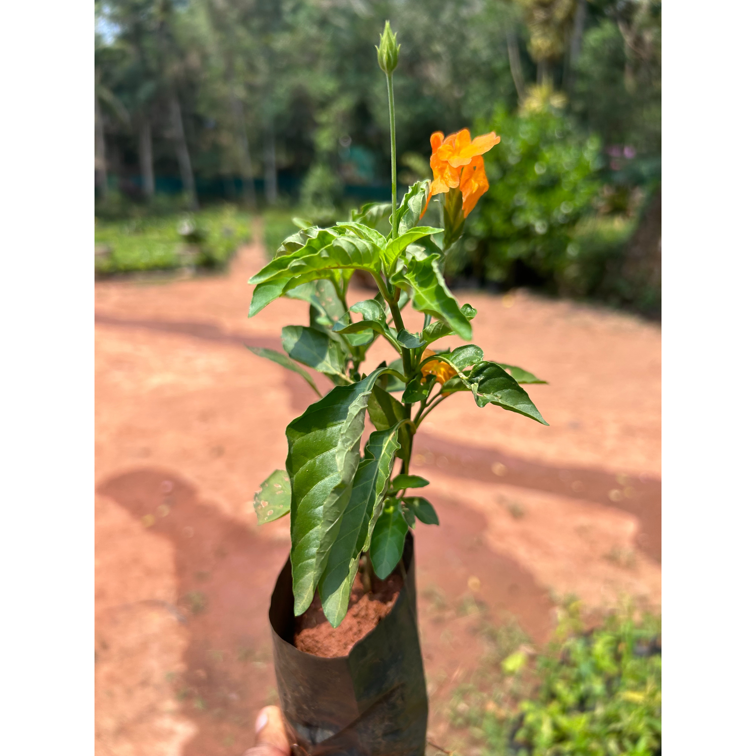 Crossandra Orange (Kanakambaram) All Time Flowering Live Plant