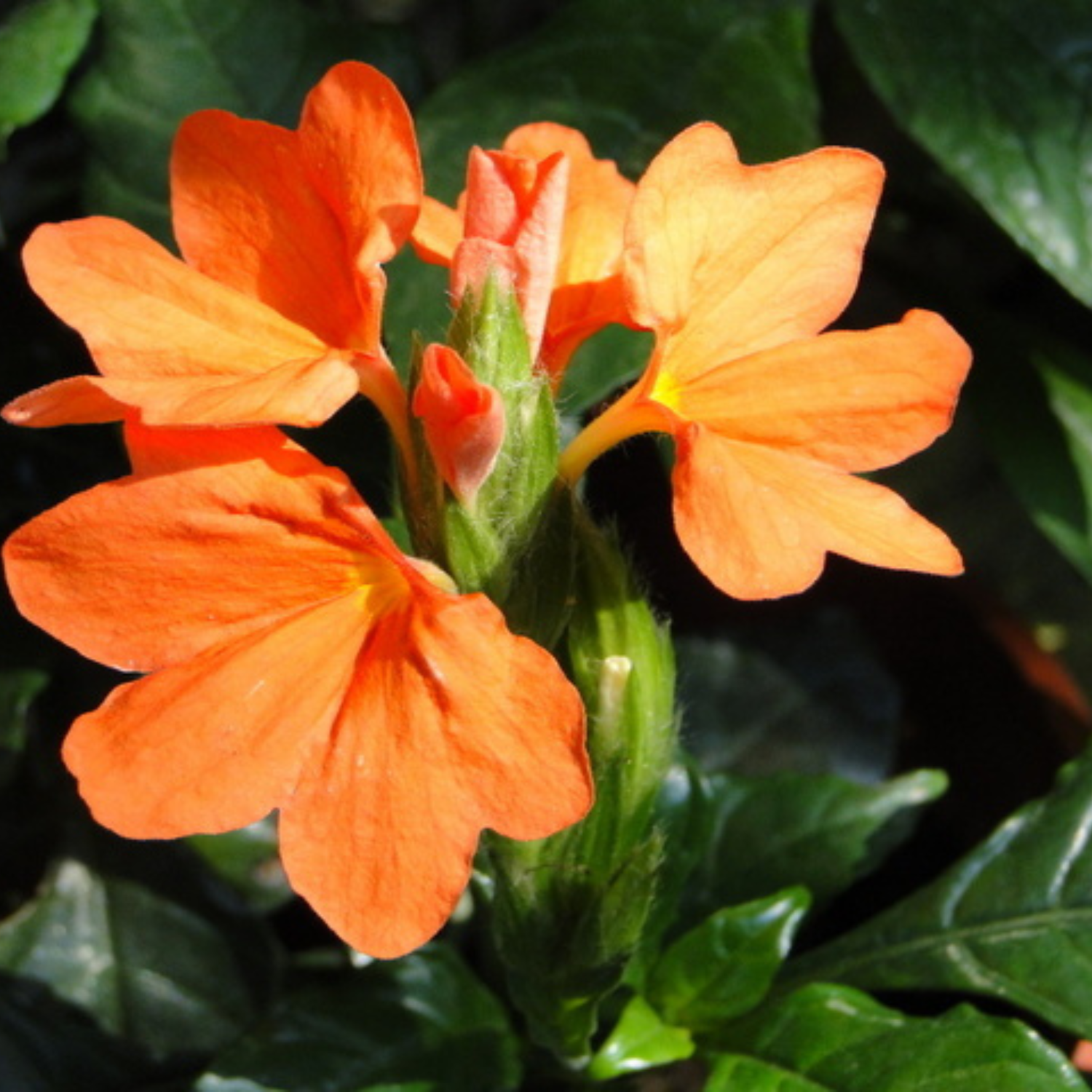 Crossandra Orange (Kanakambaram) All Time Flowering Live Plant