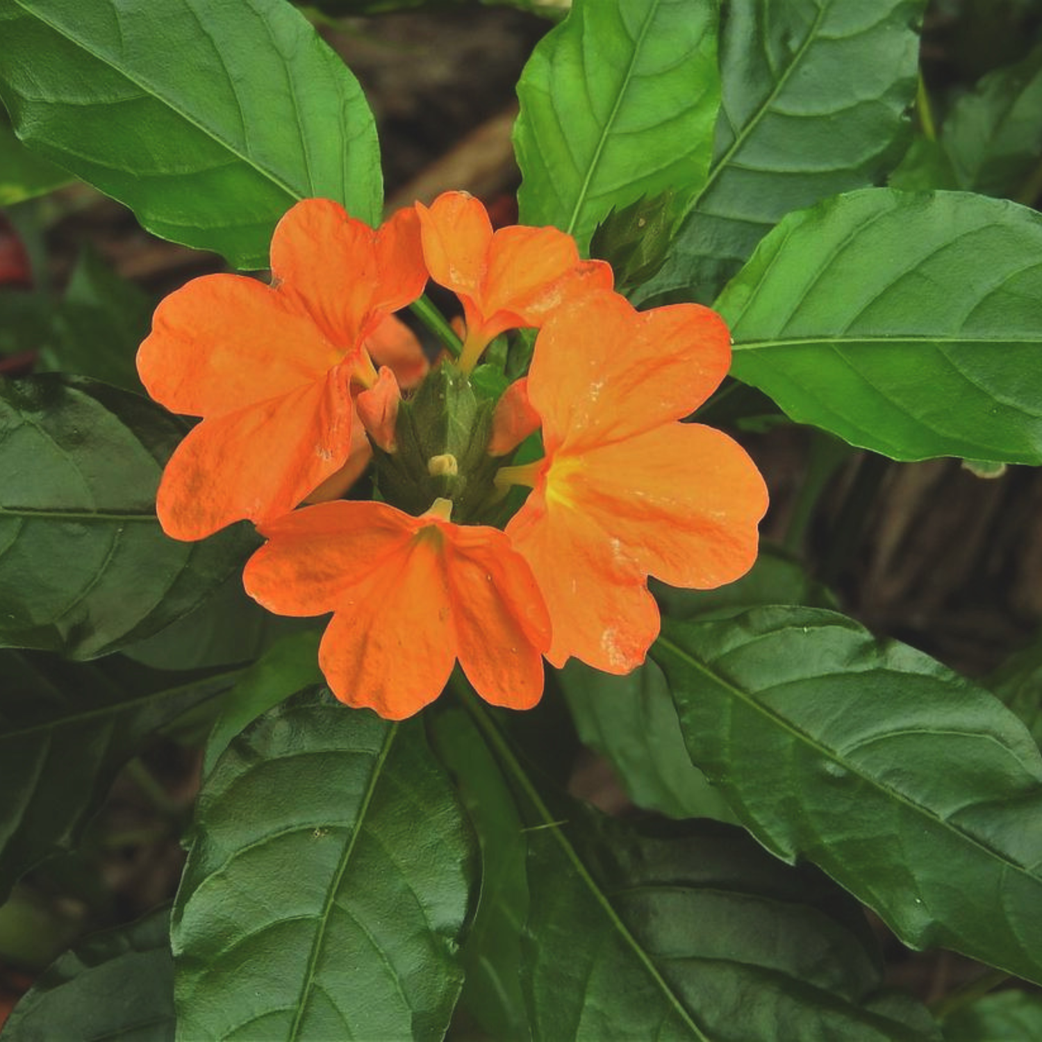 Crossandra Orange (Kanakambaram) All Time Flowering Live Plant