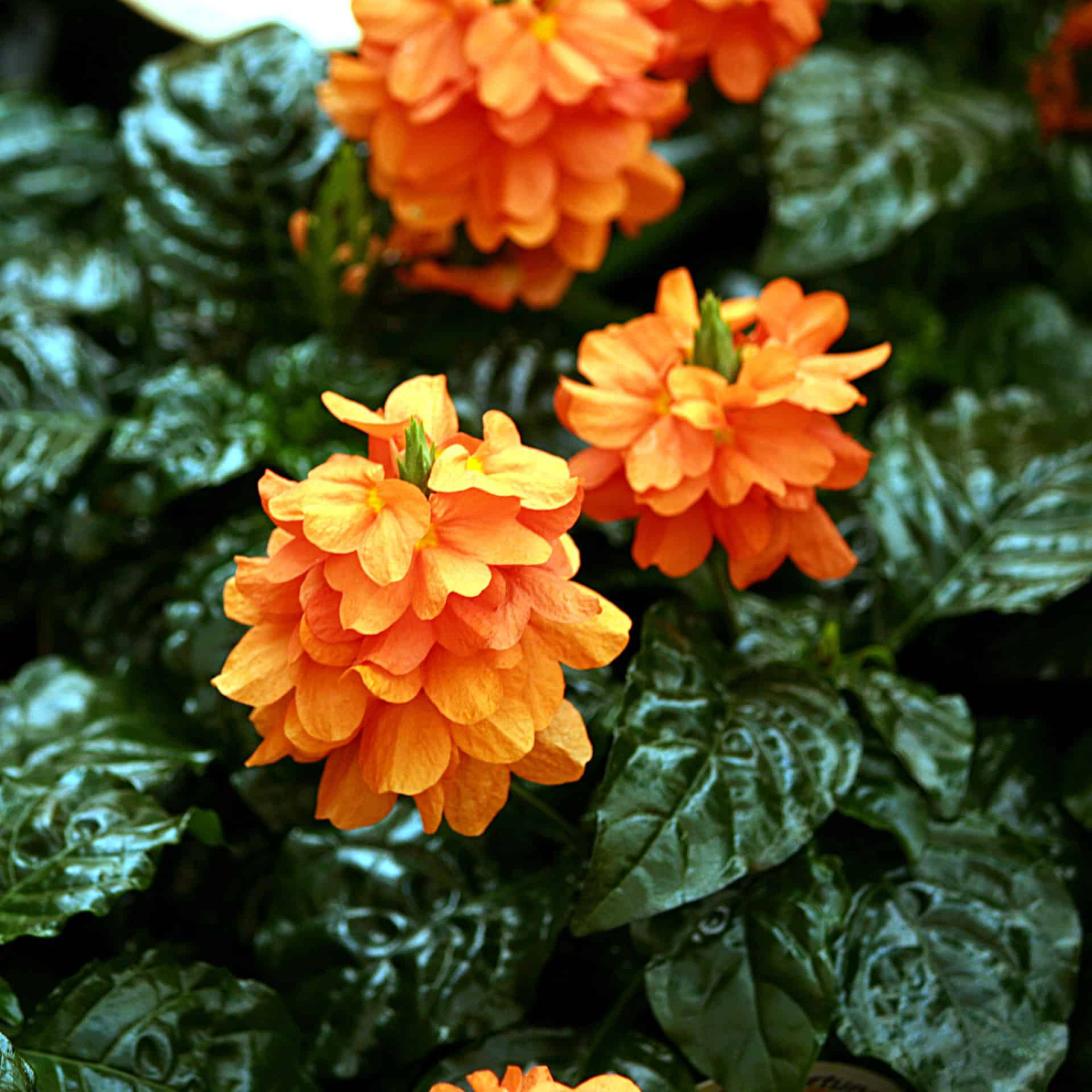 Crossandra Orange (Kanakambaram) All Time Flowering Live Plant