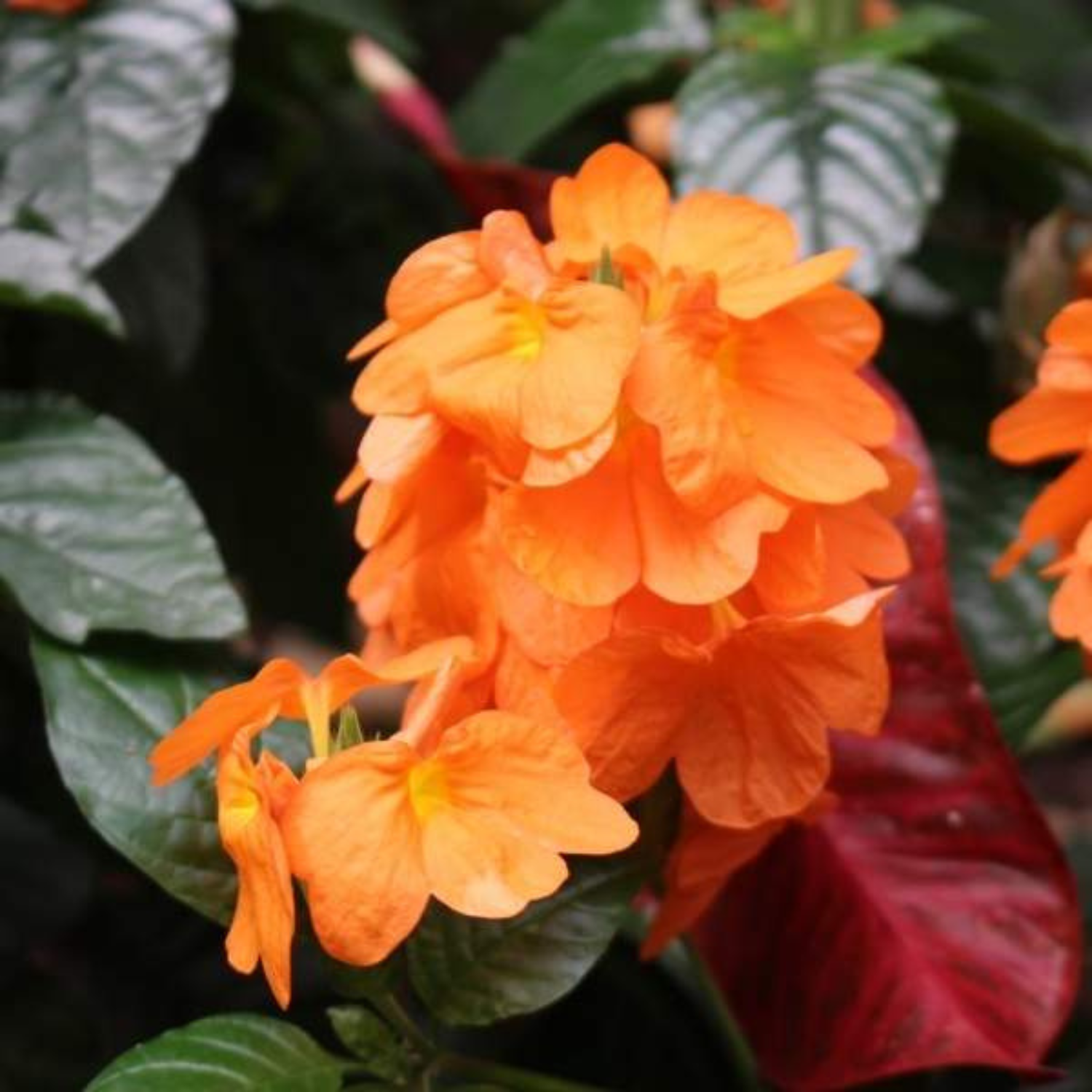 Crossandra Orange (Kanakambaram) All Time Flowering Live Plant