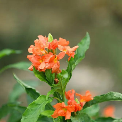 Crossandra Orange (Kanakambaram) All Time Flowering Live Plant