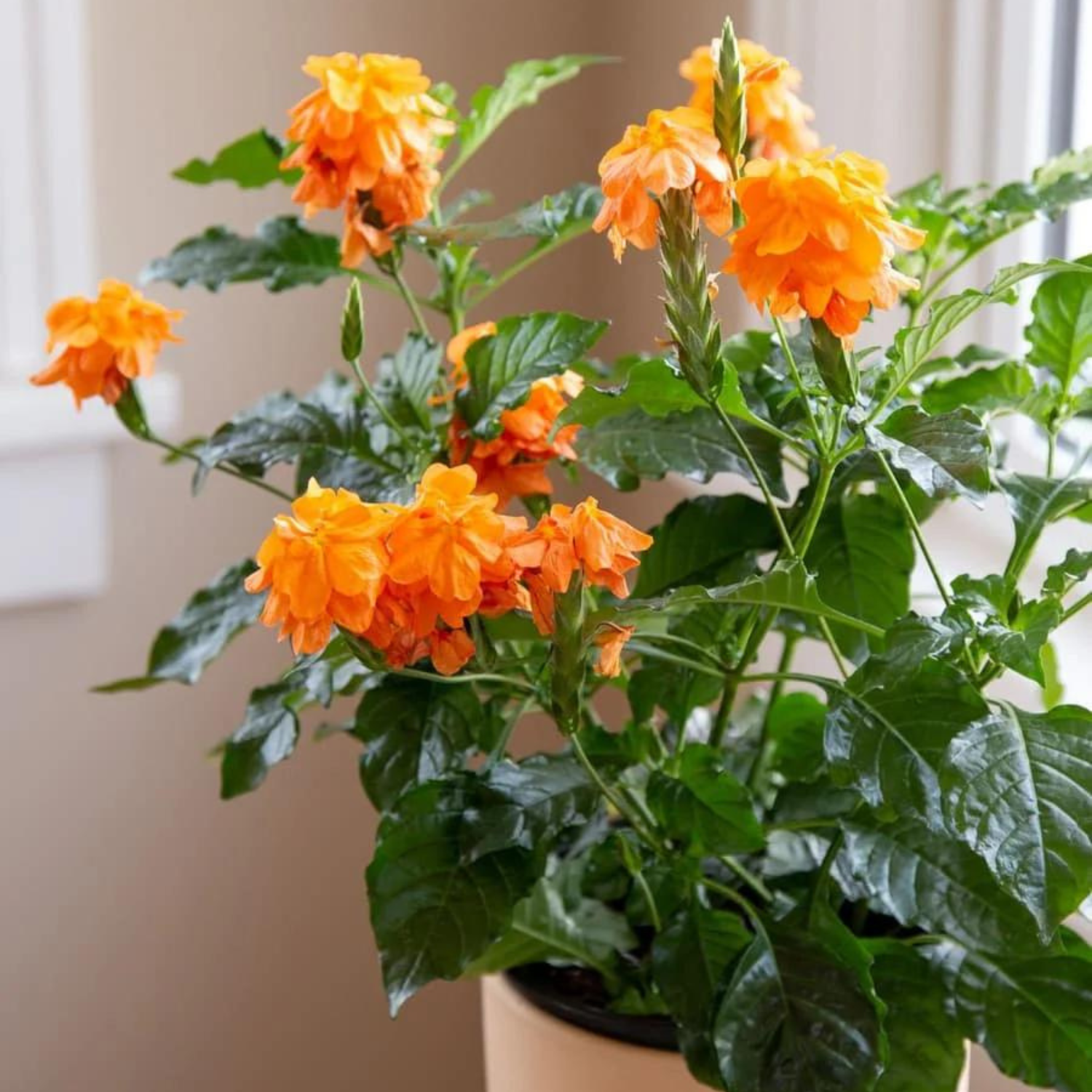 Crossandra Orange (Kanakambaram) All Time Flowering Live Plant