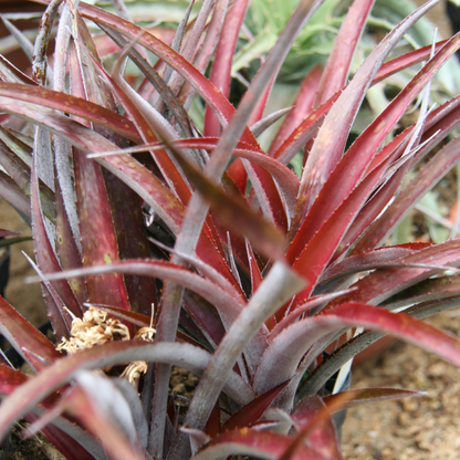 Cryptbergia Rubra Succulent Live Plant