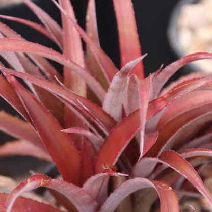 Cryptbergia Rubra Succulent Live Plant