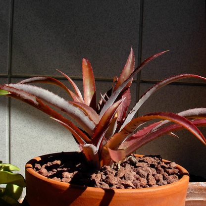 Cryptbergia Rubra Succulent Live Plant