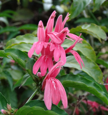 Duck Foot (Justicia brasiliana) Rare All Time Flowering Live Plant