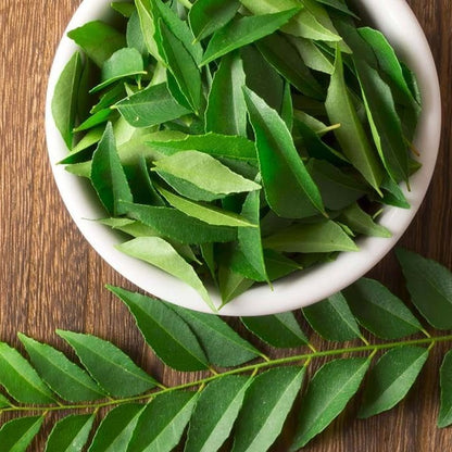 Curry Leaves / Meetha Neem (Murraya koenigii) Spice Plant