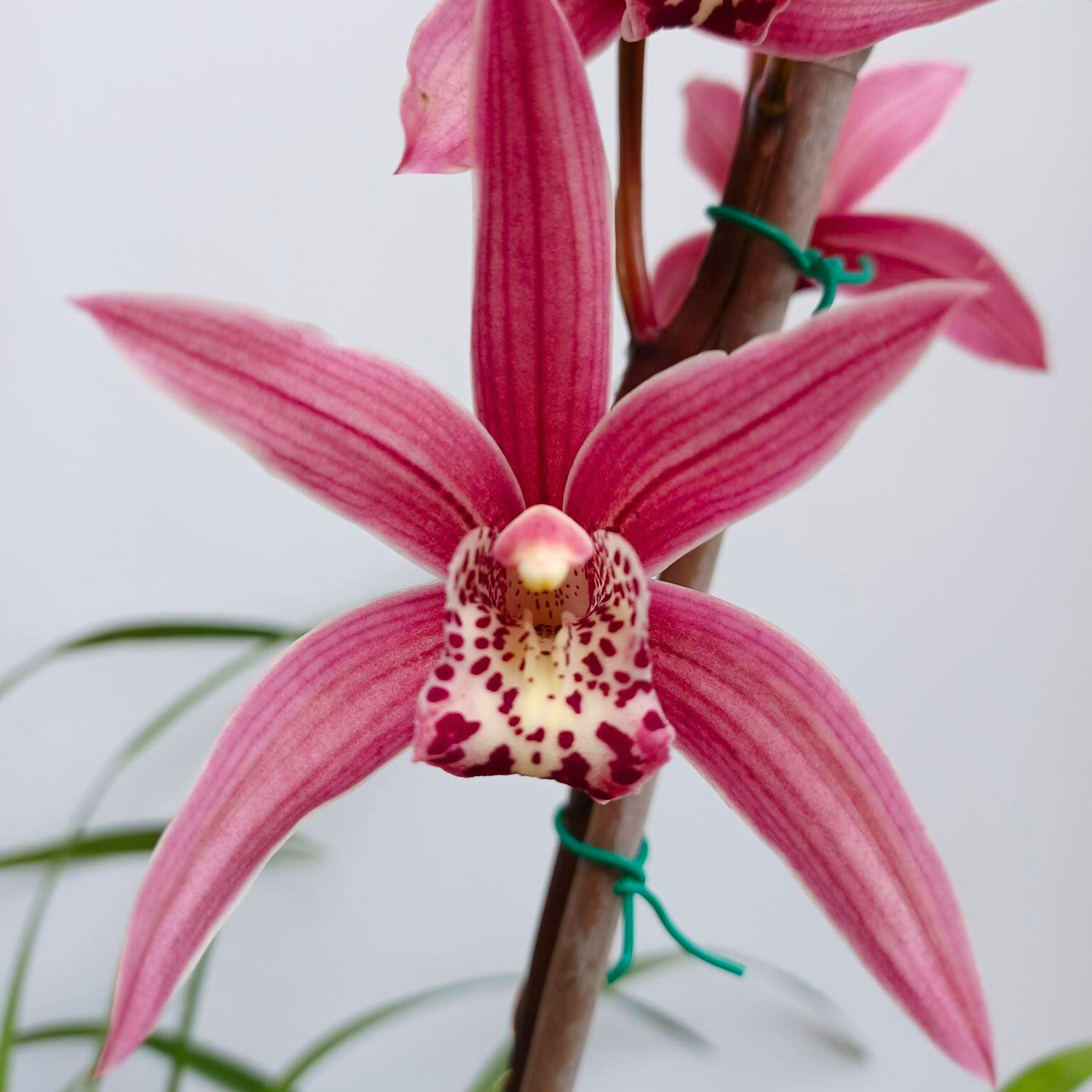 Cymbidium Murasaki Grex Variegated - Blooming size