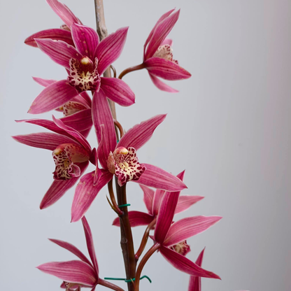 Cymbidium Murasaki Grex Variegated - Blooming size